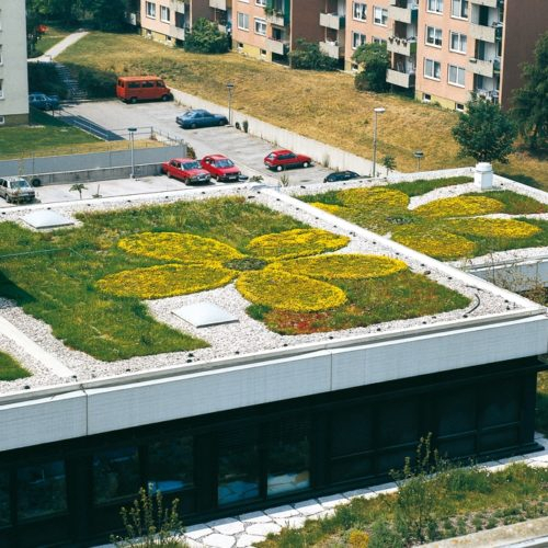 Jenis atap green roof ekstensif